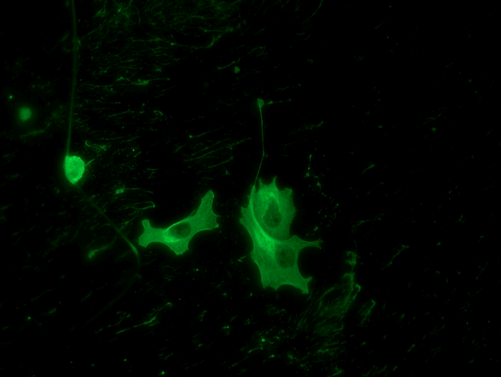 Mshot MIX60-FL Inverted Fluorescence Microscope - additional MSHOT product image