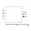Microscope Eyepiece Reticules (Graticules) G44 ASTM E45 Grain Sizing