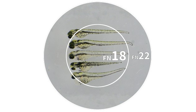 Mshot MZ62 Stereo Zoom Microscope - additional MSHOT product image
